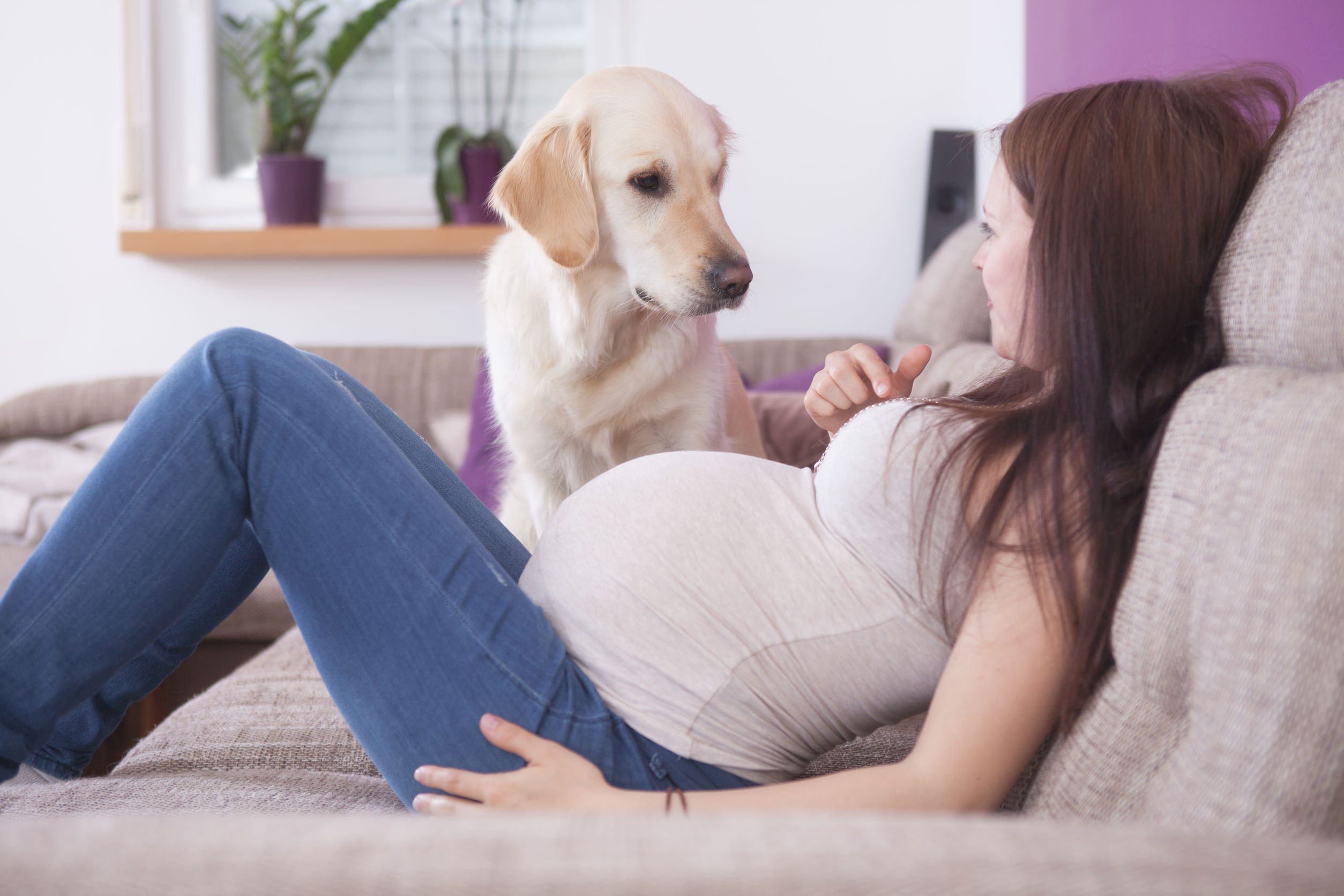 Can Pets Sense Pregnancy